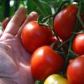 Avomaalla tai kasvihuoneessa kasvatettavien erittäin varhain kypsyvien tomaattilajikkeiden ominaisuudet ja kuvaus