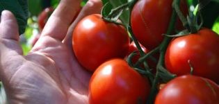 Eigenschaften und Beschreibung von ultra-früh reifenden Tomatensorten für den Anbau auf freiem Feld oder im Gewächshaus