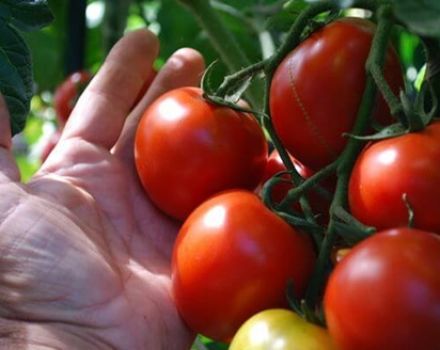 Characteristics and description of ultra-early ripening varieties of tomatoes for growing in the open field or greenhouse