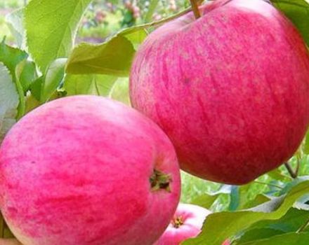 תיאור מגוון עצי התפוח מילוי ורוד (רובין), יתרונות וחסרונות, גידול