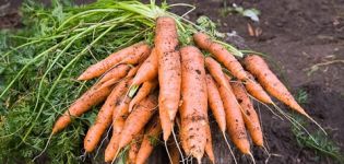 Que faire si les carottes n'ont pas poussé, comment accélérer rapidement la germination