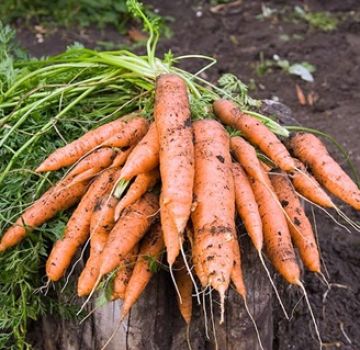 Ce să faci dacă morcovii nu au răsărit, cum să accelerezi rapid germinarea