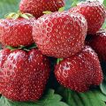 Paglalarawan ng Vima Tarda strawberry, pagtatanim at pangangalaga, paglilinang at pagpaparami