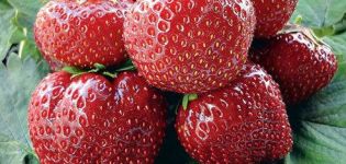 Beskrivelse af Vima Tarda jordbær, plantning og pleje, dyrkning og reproduktion