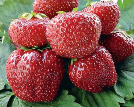 Description of Vima Tarda strawberries, planting and care, cultivation and reproduction