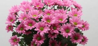 Beschreibung und Arten der Chrysantheme Bacardi, Pflanz- und Pflegeempfehlungen