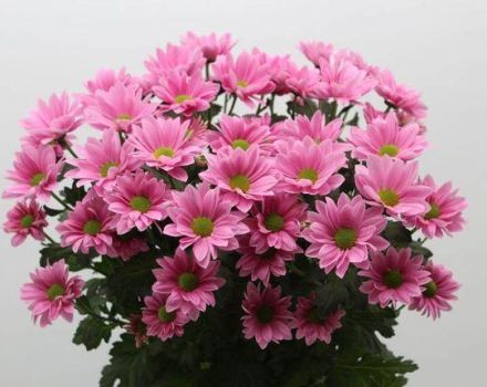 Descrierea și tipurile de crizantemă Bacardi, recomandări de plantare și îngrijire