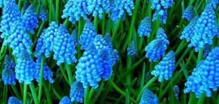 Description of the 23 best varieties and types of Muscari plants, planting and care in the open field