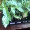 Why did the pepper leaves turn white after planting in the ground or greenhouse and what to do