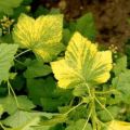 Why do black and red currant leaves turn yellow and what to do about it
