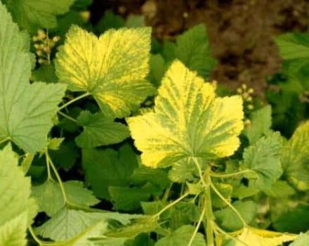 Why do black and red currant leaves turn yellow and what to do about it