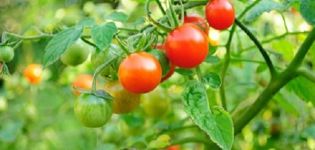 Opis sorte rajčice Bon Appetite, značajke uzgoja i njege