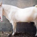 Descrizione e caratteristiche delle capre della razza Gulaby, le regole per il loro mantenimento