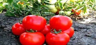 תיאור של זן העגבניות שאסטה, שגדל וצמח את הצמח