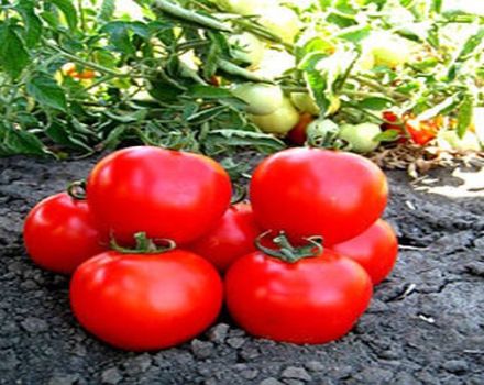 Beschrijving van het tomatenras Shasta, groeiend en verzorgend voor de plant