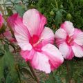 Description de l'hibiscus des marais, plantation et entretien en plein champ