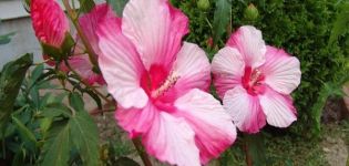 Description de l'hibiscus des marais, plantation et entretien en plein champ