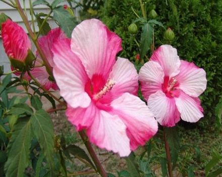 Description of marsh hibiscus, planting and care in the open field