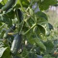 Beschrijving van de variëteit aan komkommers Grappige kabouters, kenmerken van teelt en productiviteit