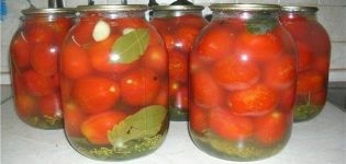 TOP 13 lækre opskrifter på instant saltede tomater til vinteren