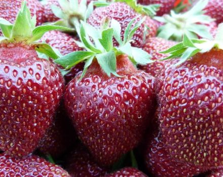 Beskrivelse og karakteristika for jordbærsort Ruby vedhæng, plantning og pleje