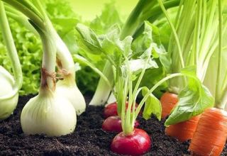 Čo je lepšie zasadiť vedľa papriky v skleníku a na otvorenom poli