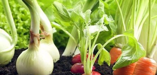 Hva er bedre å plante ved siden paprika i et drivhus og åpent felt