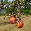 Miksi yksittäiset oksat kuivuvat omenapuussa ja mitä tehdä puun parantamiseksi?