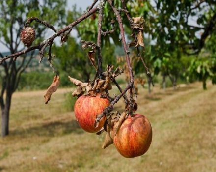 Proč jednotlivé větve zaschnou na jabloni a co dělat, aby se strom uzdravil