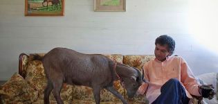 Posible bang mapanatili ang isang kambing sa isang apartment, angkop na mga breed at kalamangan at kahinaan