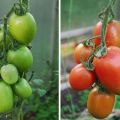 Descripción de la variedad de tomate Imperio Ruso y sus características.