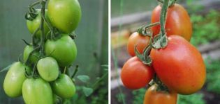 Opis odmiany pomidora Russian Empire i jego właściwości