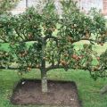 Description and characteristics of the creeping apple tree, planting and care features