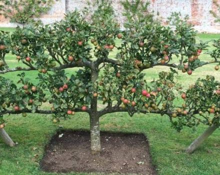 Descripció i característiques de la poma que s’arrossega, característiques de plantació i cura