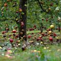 Powody, dla których jabłoń może zrzucić owoce, zanim dojrzeją i co robić