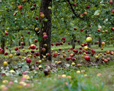 Ragioni per cui un melo può gettare frutti prima che maturino e cosa fare