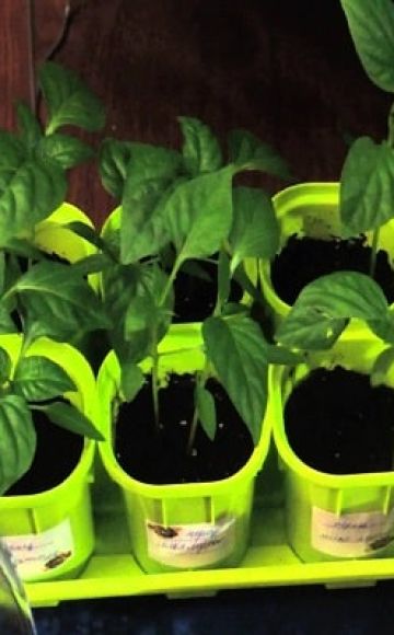 How to grow basil from seeds at home for seedlings