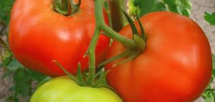 Beschrijving van de tomatensoort Zhenaros en zijn kenmerken