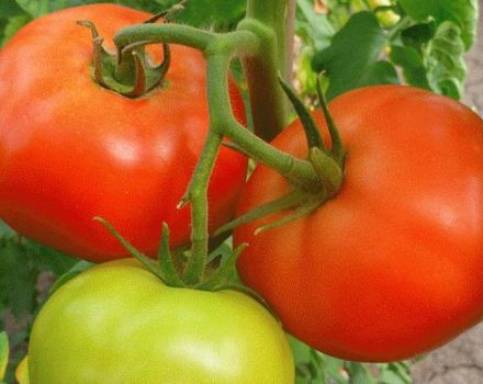 Beskrivning av tomatsorten Zhenaros och dess egenskaper