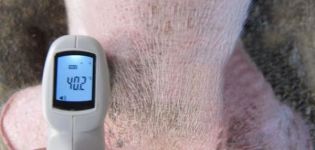 Die Häufigkeit und Ursachen von Fieber bei Schweinen, wie zu messen und wie zu behandeln
