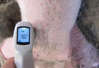 The rate and causes of fever in pigs, how to measure and how to treat