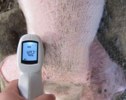 The rate and causes of fever in pigs, how to measure and how to treat