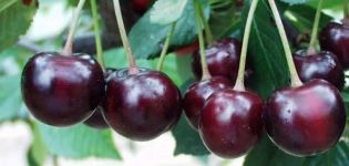 Beskrivelse af kirsebærsorten Morozovka, egenskaber ved vinterhårdhed og pollinerende stoffer
