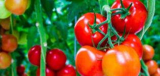 Description of the tomato variety Velvet season, its characteristics and productivity