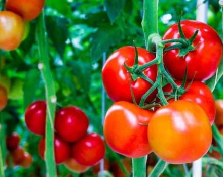 Opis odrody rajčiakov Velvet sezóna, jej vlastnosti a produktivita