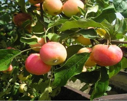 Opis a charakteristika odrody jabloní Zavetnoye, výsadba, pestovanie a starostlivosť