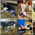Kalvningskalender og præcis kalvningstabel, lommeregner og graviditetsgraf
