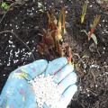 Welke meststoffen te kiezen voor het voeren van tulpen bij het planten in de herfst