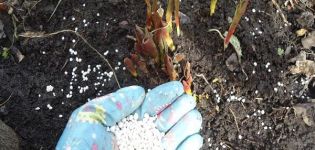 Aké hnojivá si vybrať na kŕmenie tulipánov pri výsadbe na jeseň