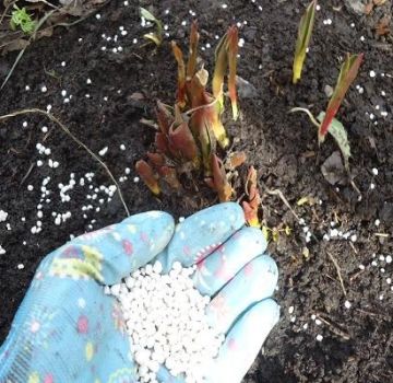 Milyen műtrágyákat válasszon a tulipán etetésére őszi ültetés esetén